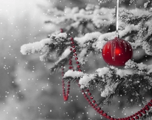 A Red Christmas Ball Is Hanging From A Snowy Christmas Tree Branch . GIF
