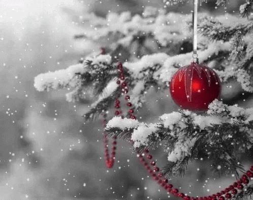 A Red Christmas Ornament Is Hanging From A Snowy Christmas Tree Branch . GIF