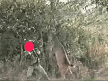 A Red Circle In The Middle Of A Tree Says Turnup GIF