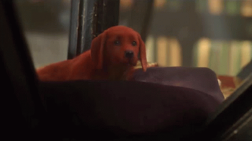 A Red Dog Is Sitting In A Car Looking Out The Window GIF