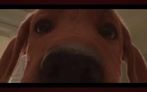A Red Dog Is Standing Next To A Bed In A Bedroom GIF