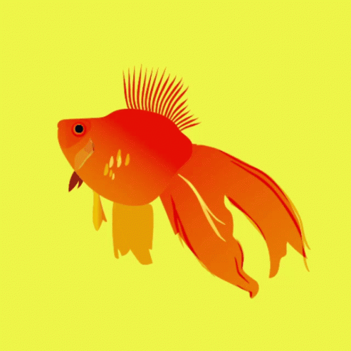 A Red Fish With A Yellow Tail Is Swimming In The Water GIF