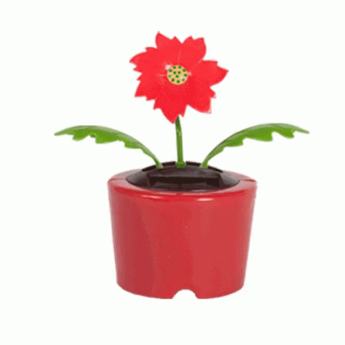 A Red Flower In A Red Pot With Green Leaves On A White Background GIF