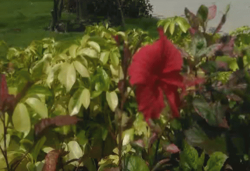 A Red Flower Is In The Middle Of A Bush GIF