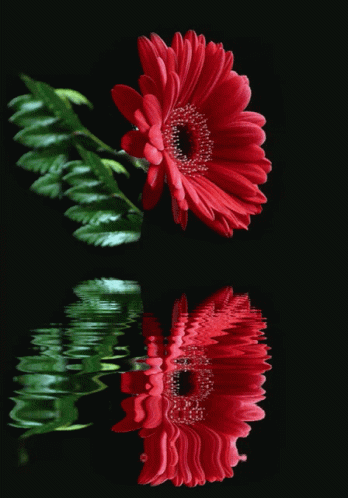 A Red Flower Is Reflected In A Black Water Surface GIF