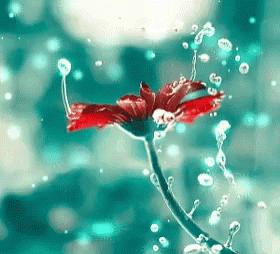 A Red Flower Is Surrounded By Water Bubbles GIF