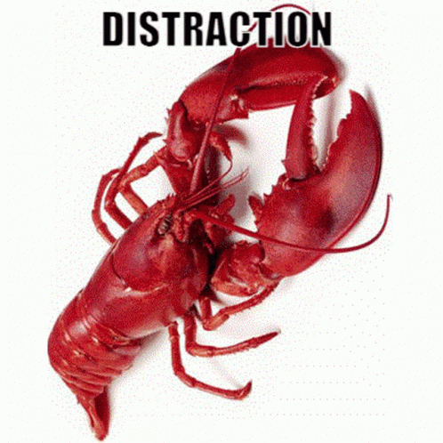 A Red Lobster Is On A White Background With The Word Distraction Above It GIF