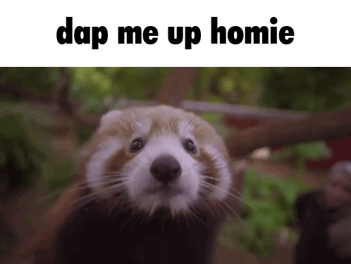 a red panda is looking at the camera with the caption " dap me up homie "