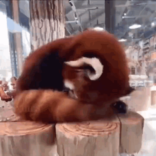 A Red Panda Is Sitting On A Wooden Stump . GIF