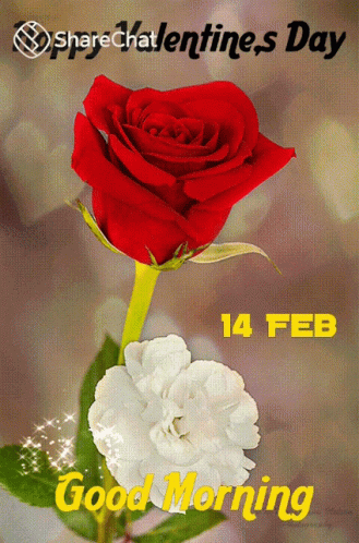 A Red Rose And A White Flower On A Valentine 'S Day Card GIF