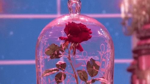 A Red Rose In A Glass Dome On A Pink Background GIF