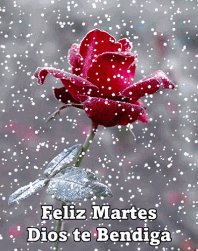 A Red Rose In The Snow With The Words Feliz Martes Dios Te Bendiga Below It GIF