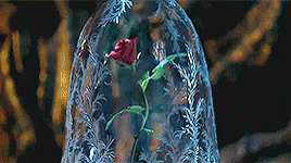 A Red Rose Is In A Glass Dome . GIF