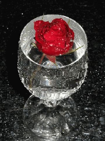 A Red Rose Is In A Glass Of Water On A Black Surface GIF
