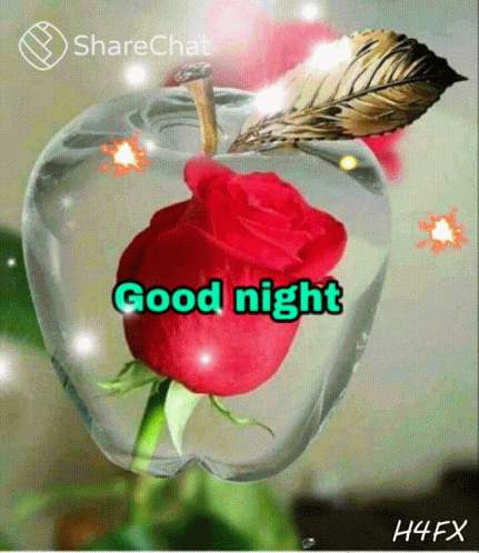a red rose is in an apple with the words good night written on it