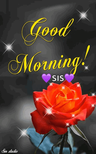 A Red Rose Is On A Black Background With The Words Good Morning Sis GIF