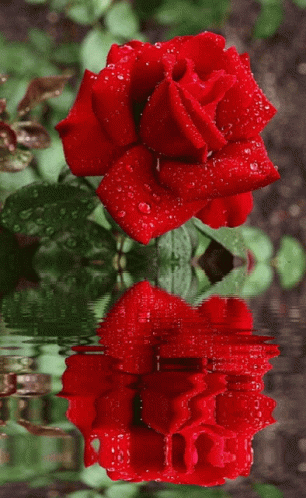 A Red Rose Is Reflected In The Water And Has Water Drops On It GIF