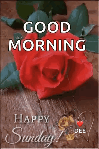 A Red Rose Is Sitting On A Wooden Table With The Words `` Good Morning Happy Sunday '' Written On It . GIF