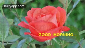 A Red Rose Is Surrounded By Green Leaves And Says Good Morning . GIF