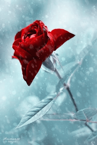 A Red Rose Is Surrounded By Leaves In The Snow GIF
