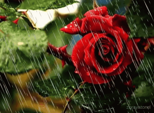 A Red Rose Is Surrounded By Rain Drops And Leaves . GIF
