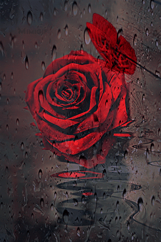 A Red Rose Is Surrounded By Water Drops On A Window GIF