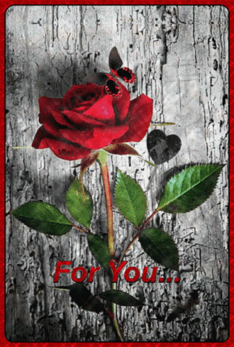 A Red Rose With A Butterfly And The Words For You GIF