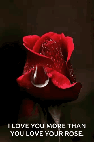 A Red Rose With A Drop Of Water On It And A Quote That Says " I Love You More Than You Love Your Rose " GIF