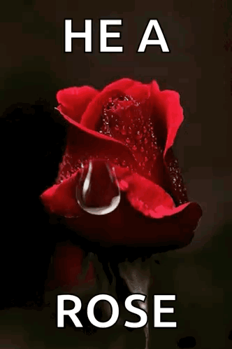 A Red Rose With A Drop Of Water On It And The Words He A Rose Below It GIF