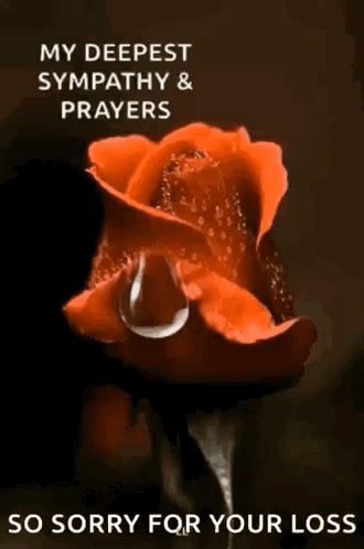 A Red Rose With A Drop Of Water On It Is On A Black Background . GIF