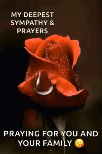 A Red Rose With A Tear Coming Out Of It . GIF