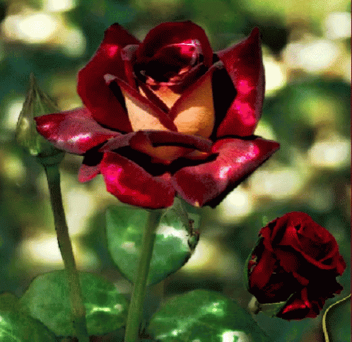 A Red Rose With A Yellow Center Is Surrounded By Greenery GIF