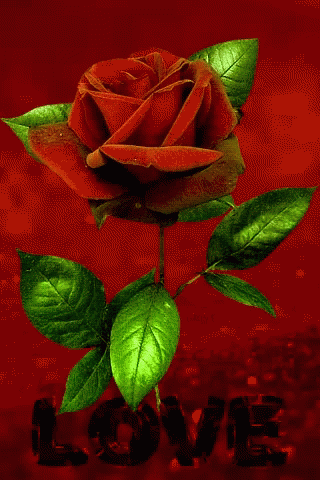 A Red Rose With Green Leaves On A Red Background With The Word Love GIF