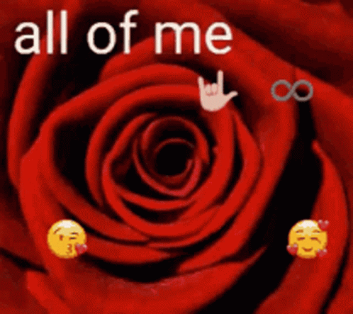 Red Rose With All Of Me Loves Text GIF