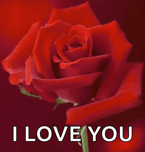 A Red Rose With The Words " I Love You " Written Below It GIF