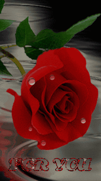A Red Rose With Water Drops On It And The Words " For You " GIF