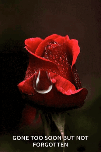 a red rose with water drops on it and the words gone too soon but not forgotten below it