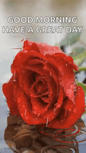 A Red Rose With Water Drops On It And The Words Good Morning Have A Great Day Below It GIF