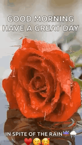 A Red Rose With Water Drops On It Is In The Water And Says Good Morning Have A Great Day In Spite Of The Rain . GIF