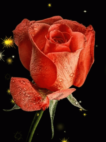 A Red Rose With Water Drops On It 'S Petals GIF