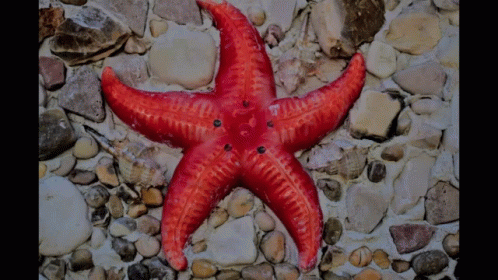 A Red Starfish Is On A Rocky Surface GIF