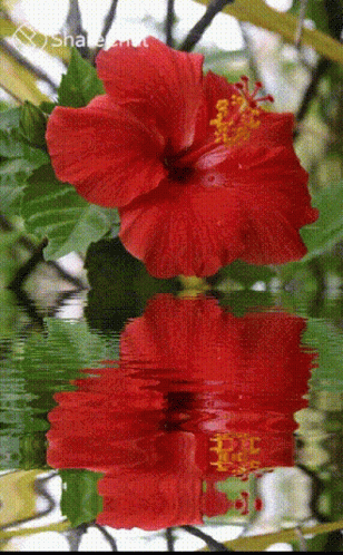 A Reflection Of A Red Flower In The Water GIF