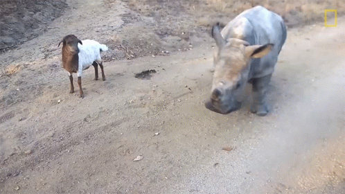 A Rhino And A Sheep Are On A Dirt Path GIF