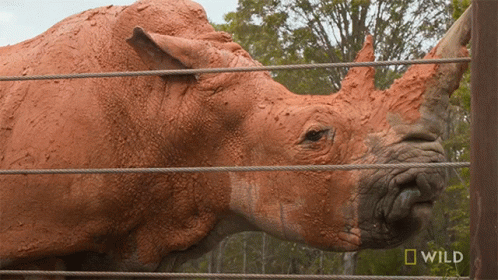 A Rhino Is Behind A Fence With The Word Wild On The Bottom GIF