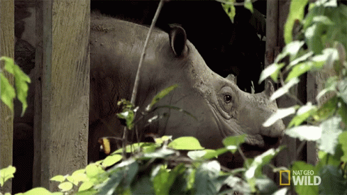 A Rhino Is Behind A Fence With The Words National Geographic Wild Written On The Bottom GIF
