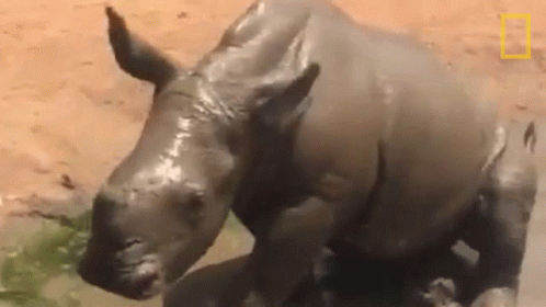 A Rhino Is Covered In Mud And Standing In A Puddle . GIF
