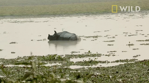 A Rhino Is Floating In A Body Of Water With The Word Wild On The Bottom GIF