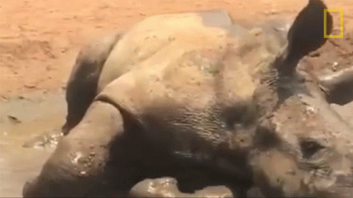 A Rhino Is Laying In The Mud With A National Geographic Logo In The Background . GIF