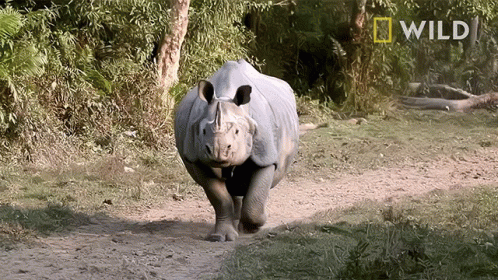 A Rhino Is Running Across A Dirt Path With A National Geographic Logo Behind It GIF