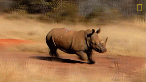 A Rhino Is Running Across A Dirt Road With A National Geographic Logo In The Background GIF